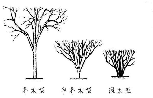 茶树的形态特征,按树型来分类为:乔木,小乔木,灌木.