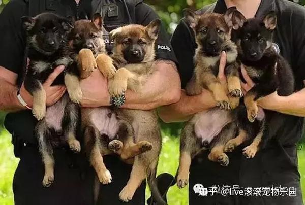 这一届的小警犬真难带,还没开始训练,就被围攻了.