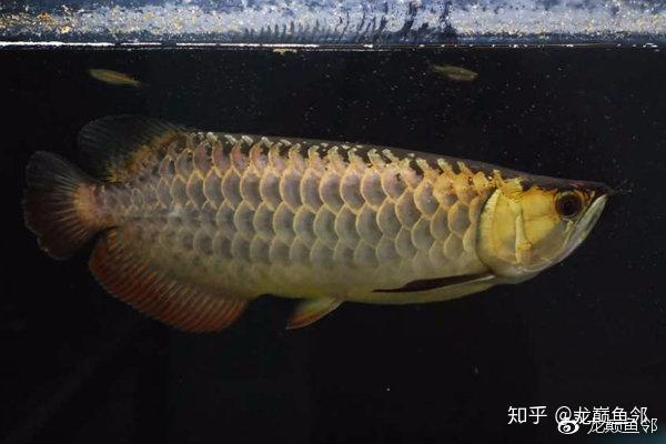 浅谈如何快速区分金龙鱼品质?