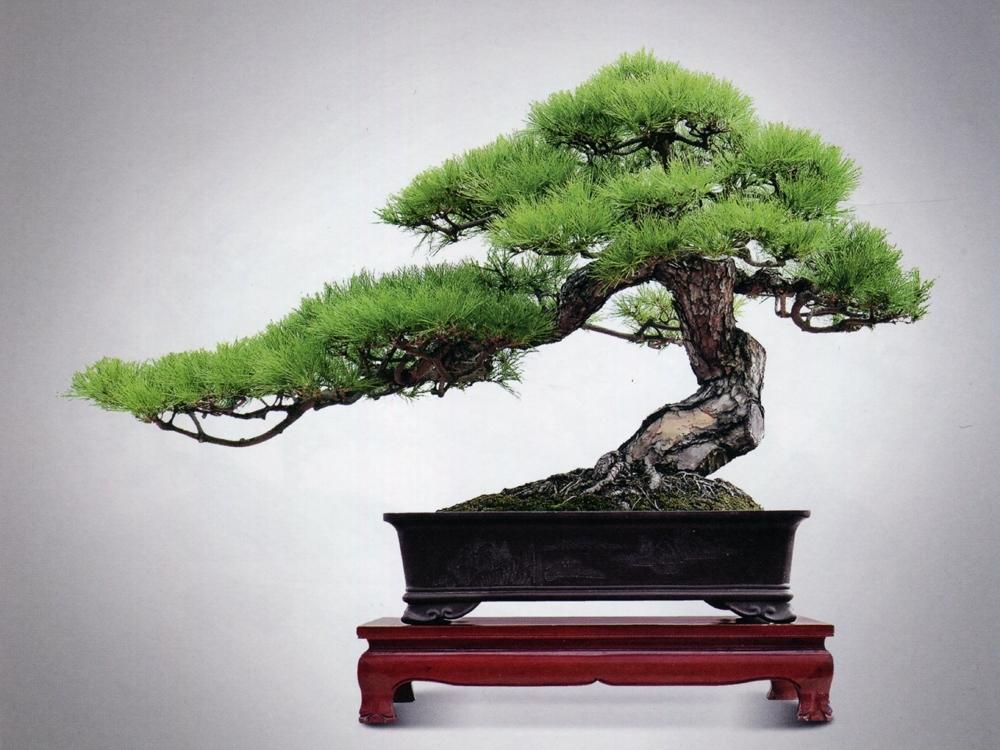 盆景制作|山松下山桩的采掘和制作养护经验浅谈
