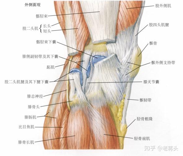 首先我们来看一张膝关节结构的图片: 髂胫束综合征,由于过量的运动