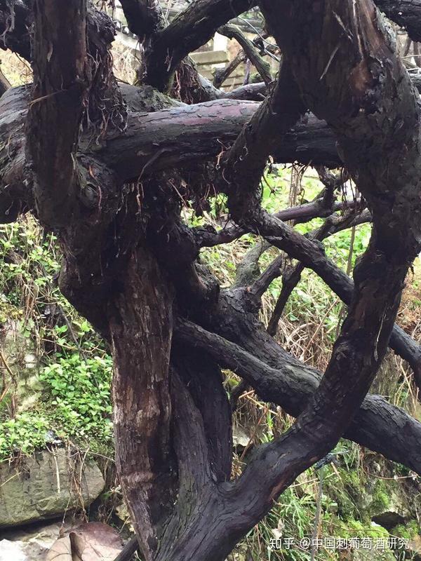 长廊漫步自在,管它人间闲愁. 古藤