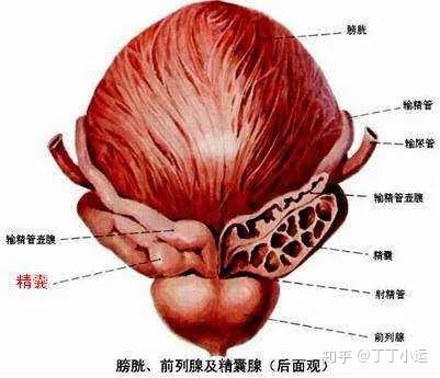 精囊腺(人)主要位于膀胱底与直肠之间,前列腺上方,输精管壶腹部的外侧