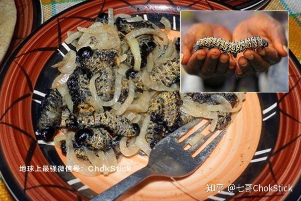 这种毛虫其实是一种帝王蛾的幼虫,栖息在 mopane 树上吃 mopane 叶子