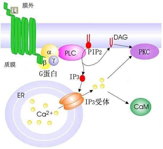 什么是磷脂酰肌醇信号通路?