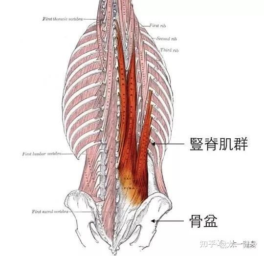 稳定和背部伸展活动期间 发生下背部受伤的风险就会增加 且竖脊肌