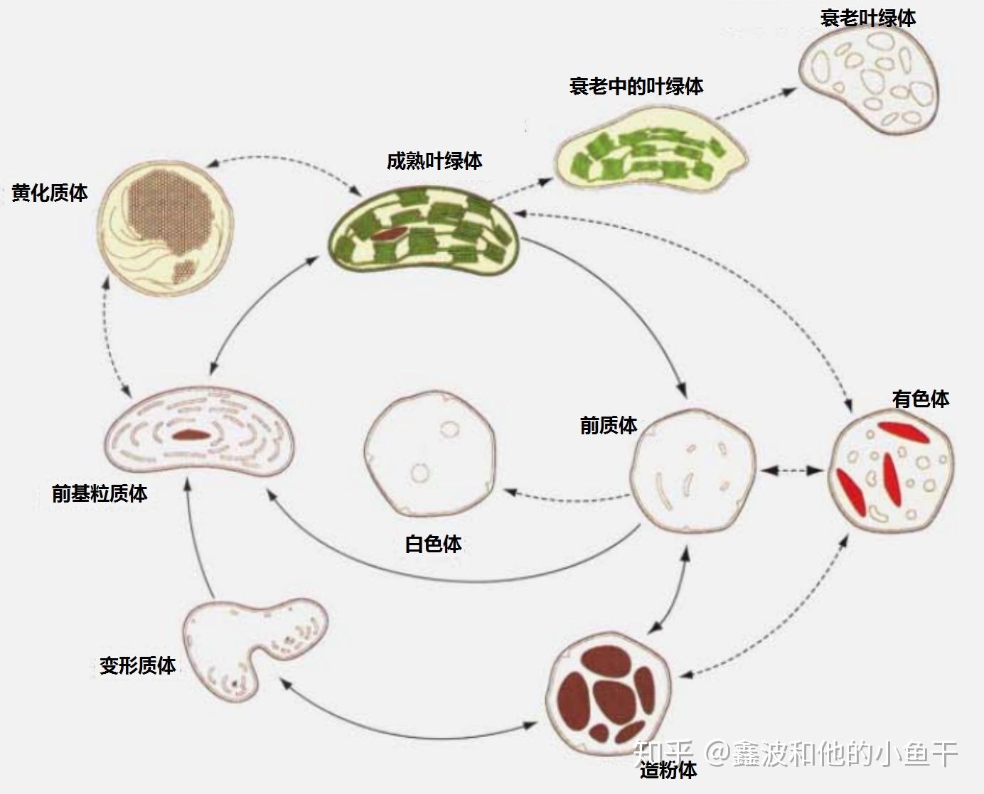 植物幼年细胞中的质体还没有分化成熟,叫前质体.