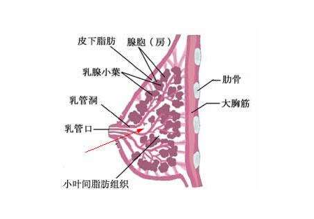 都安全:乳房发育不良应该怎么办?