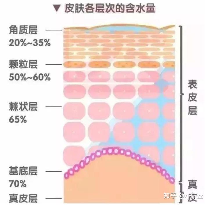 关于皮肤补水与保湿的机理