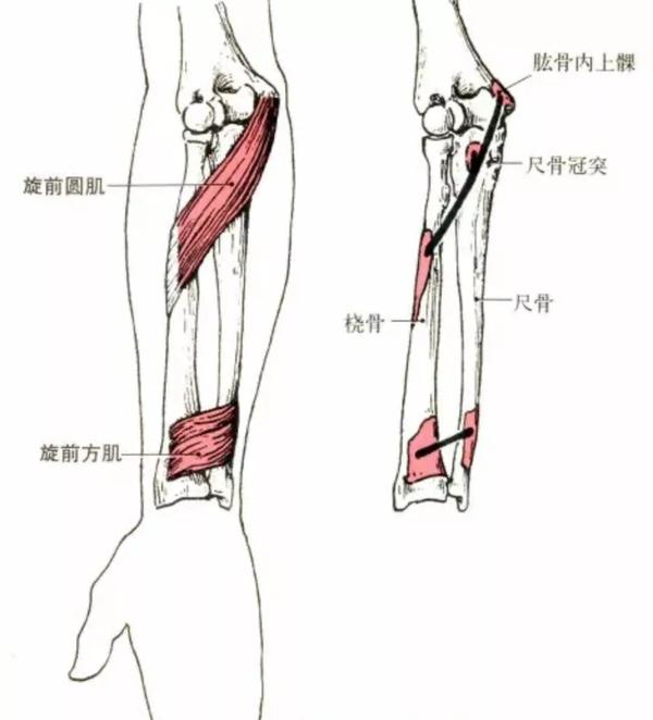 尺侧腕屈肌 功能:近固定时,使桡腕关节屈,参与桡腕关节内收和肘关节屈