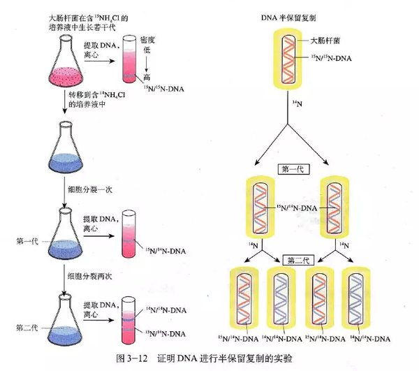 Dna