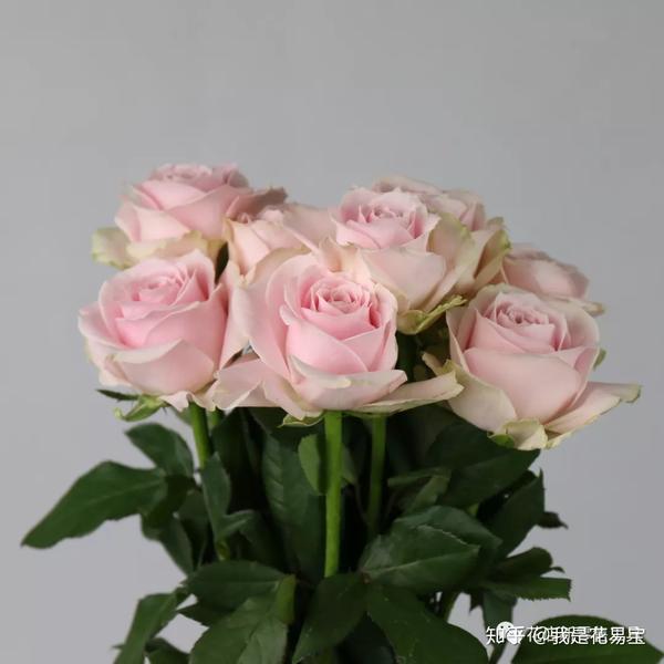 粉色系中颜色最浅的花材之一,是一种可爱型的玫瑰,未开放的粉红雪山