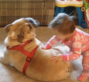 憨厚的壮汉英国斗牛犬