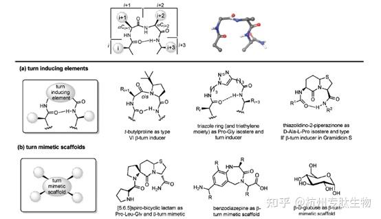 图6. 模拟β转角的结构[1]