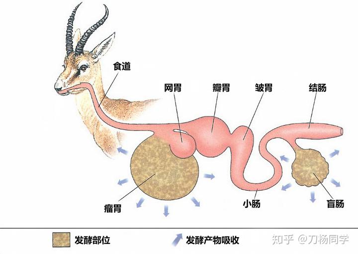 反刍动物消化系统