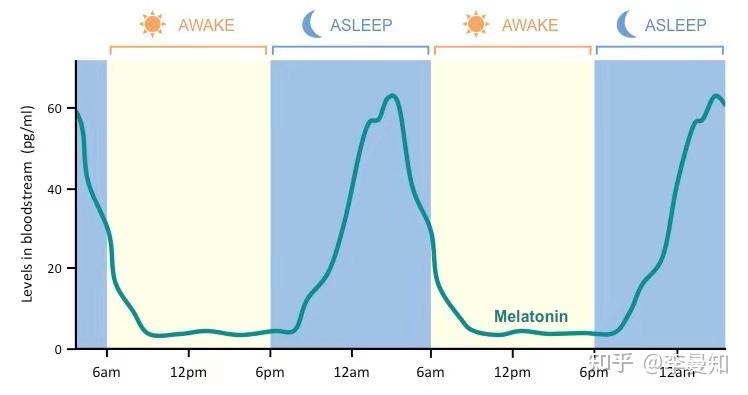 褪黑素一般从晚9点开始分泌,早3点到顶峰35岁以后,褪黑素的分泌量呈