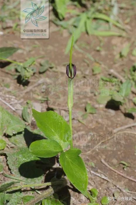 半夏 pinellia ternata 从仲春到夏季开花,叶三裂(张敬莉 摄)