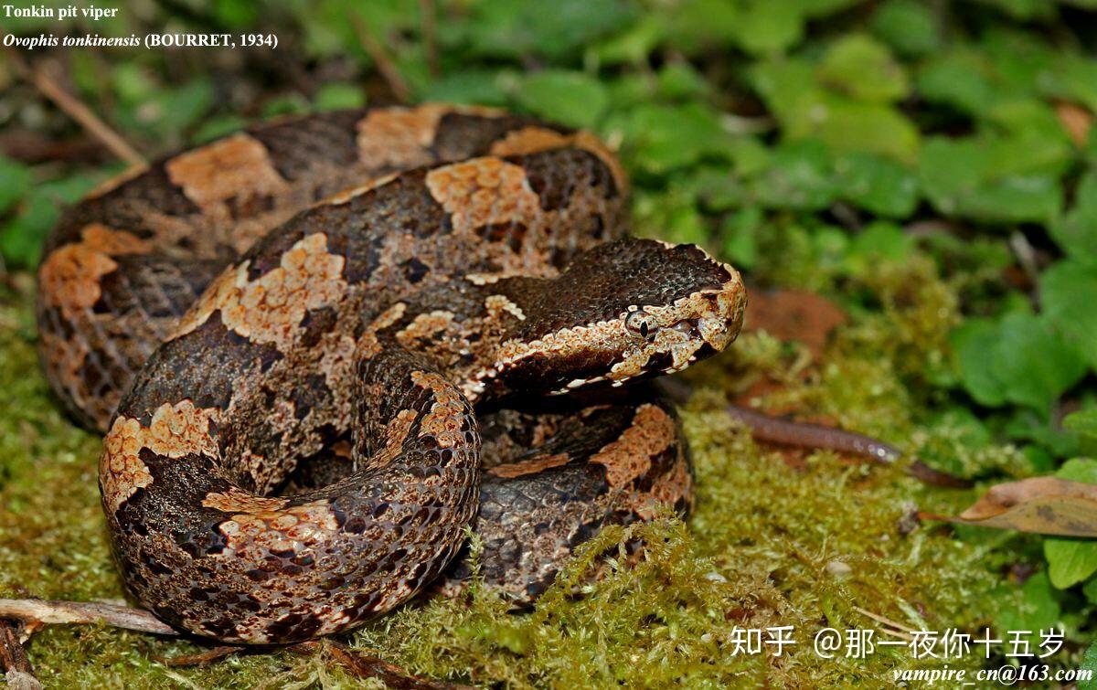 平头蛇与三角头蛇