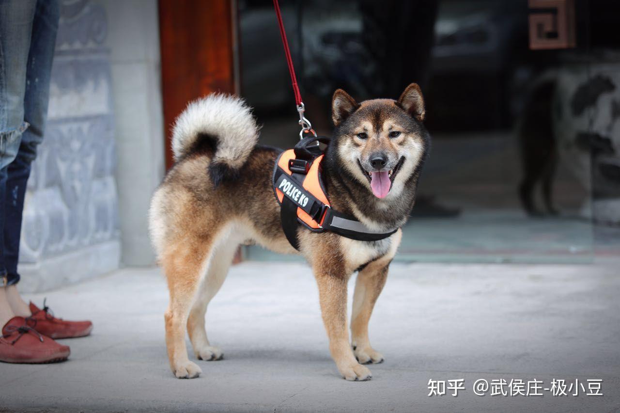 这个是不是胡麻色柴犬