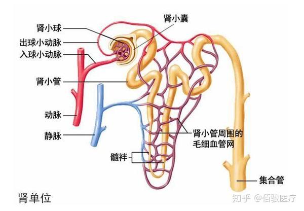 简单来说,肾小球滤过膜像一个筛子,周围布满着带有负电荷的蛋白质