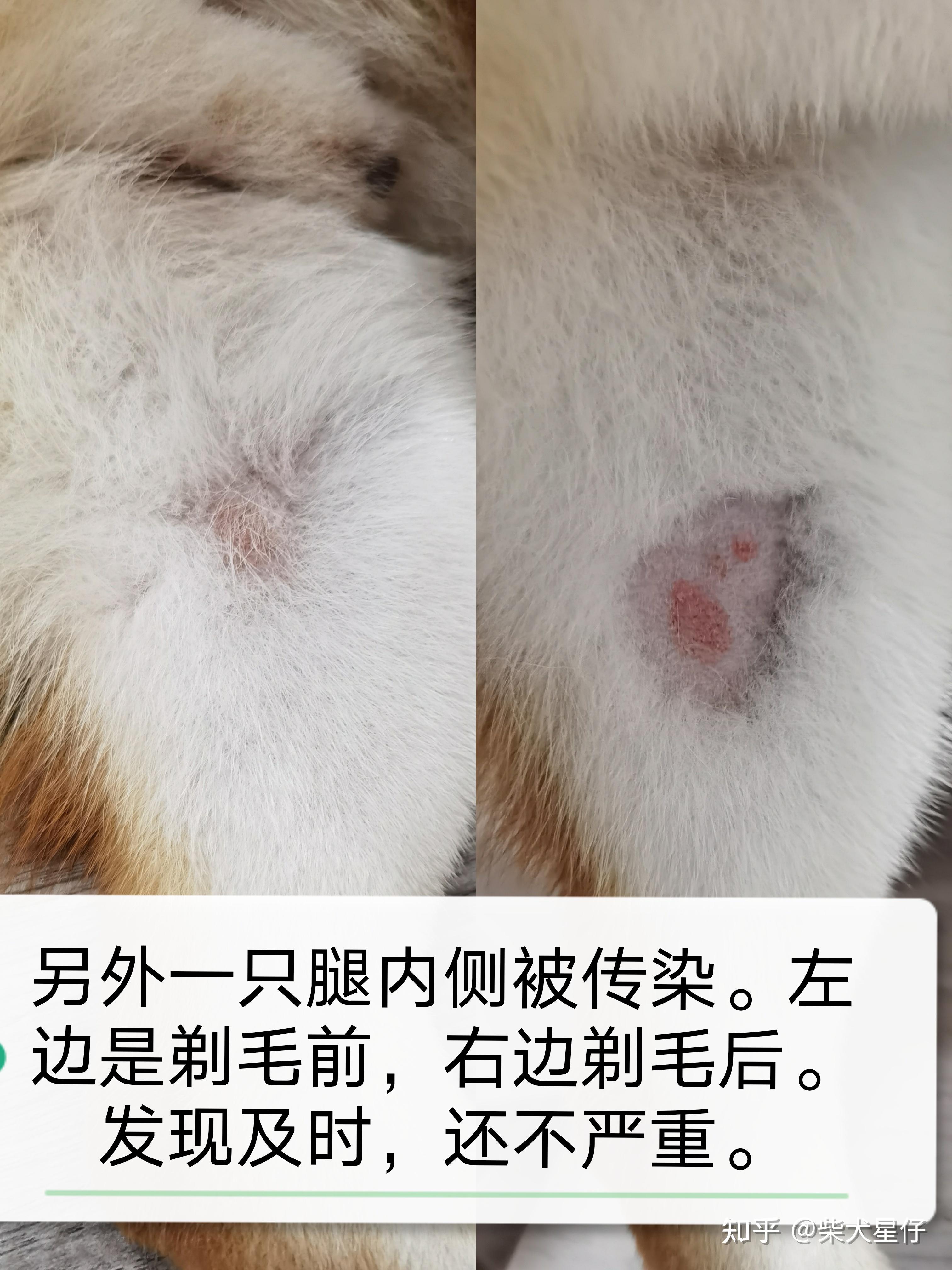 柴犬皮肤病?