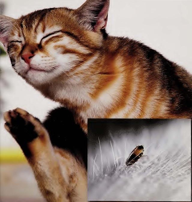 猫身上有跳蚤怎么办