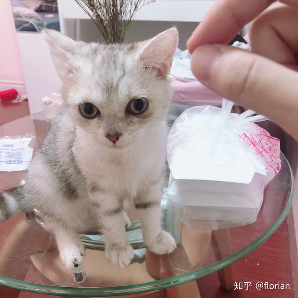 猫咪一直流眼泪?