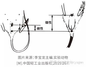 《鼠年说鼠》第二期,如何判断大小鼠性别及是否怀孕?