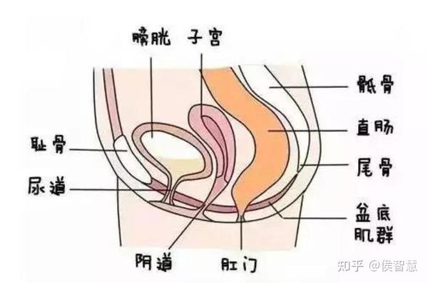 阴道松弛全解十阴道收紧后还能同时改善漏尿问题是为什么呢