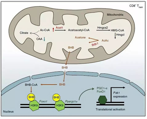 ncb记忆t细胞中的生酮反应产物可作为表观调控因子发挥作用