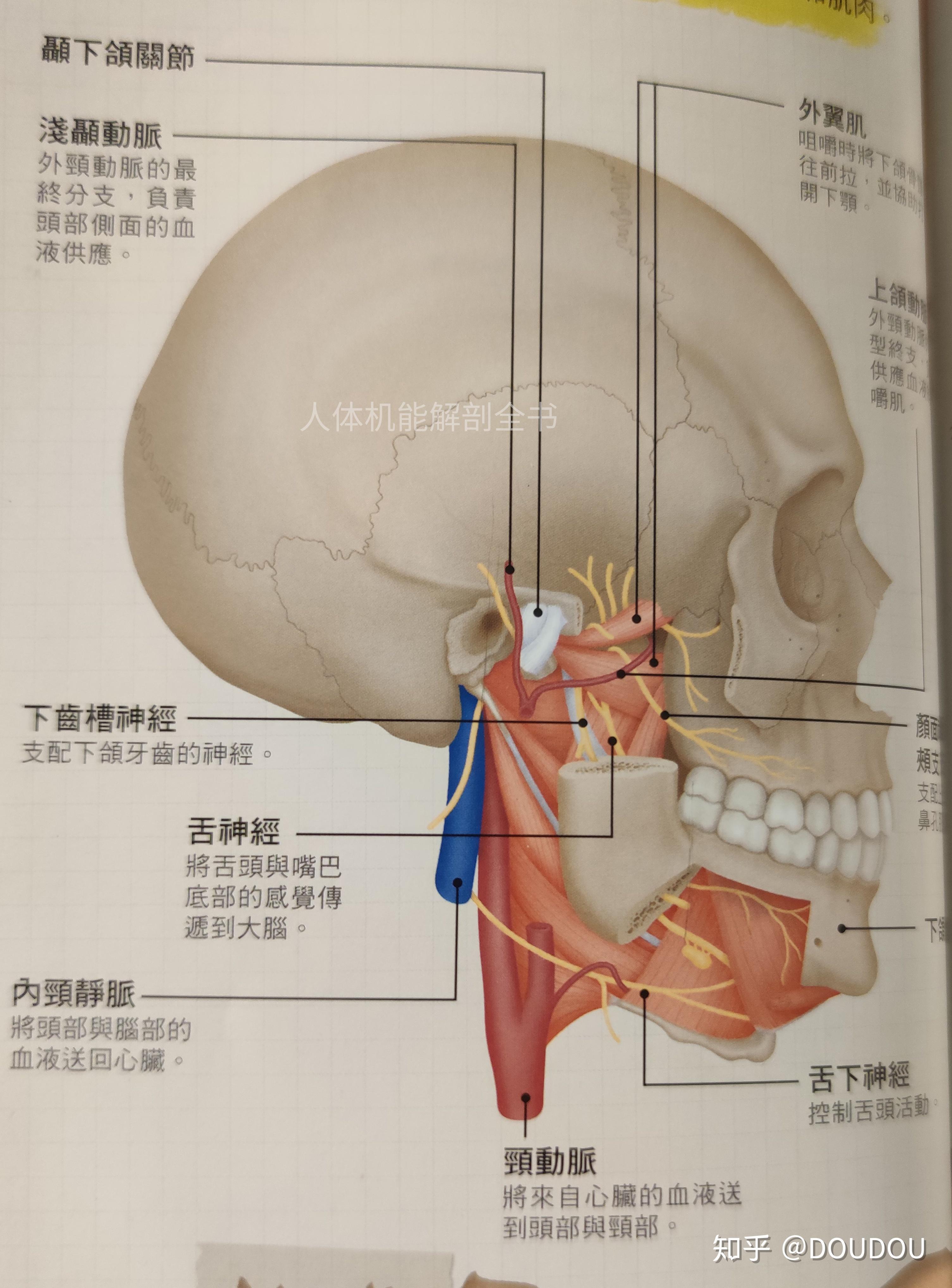 窝是指凹陷处或坑洞)位于(头部侧面)颅骨底部下方,介于咽部与下颌骨枝