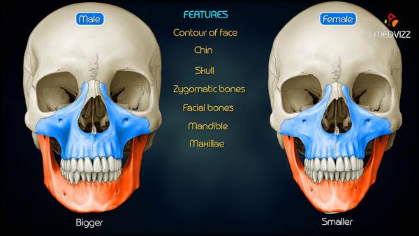 男性头骨和女性头骨的区别