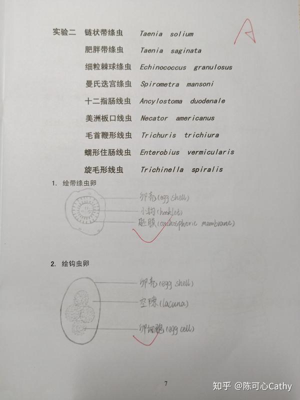 已大四临床医学生 以下是人体寄生虫学实验绘图 高清图已经放在文章