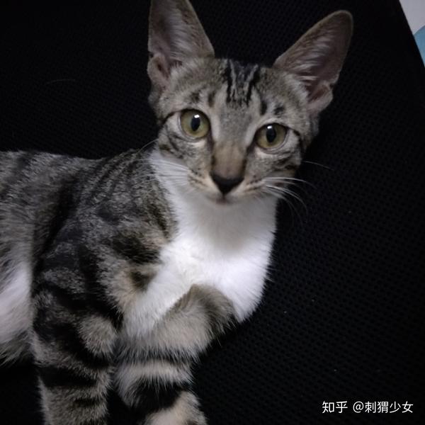 狸花猫好养吗?给主人的生活带来了什么变化?