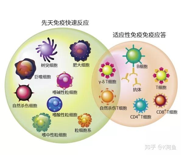 人体常见免疫细胞