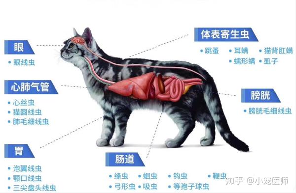 体外寄生虫:跳蚤,虱子,蜱虫,疥螨,耳螨,蠕形螨 体内寄生虫:蛔虫,绦虫