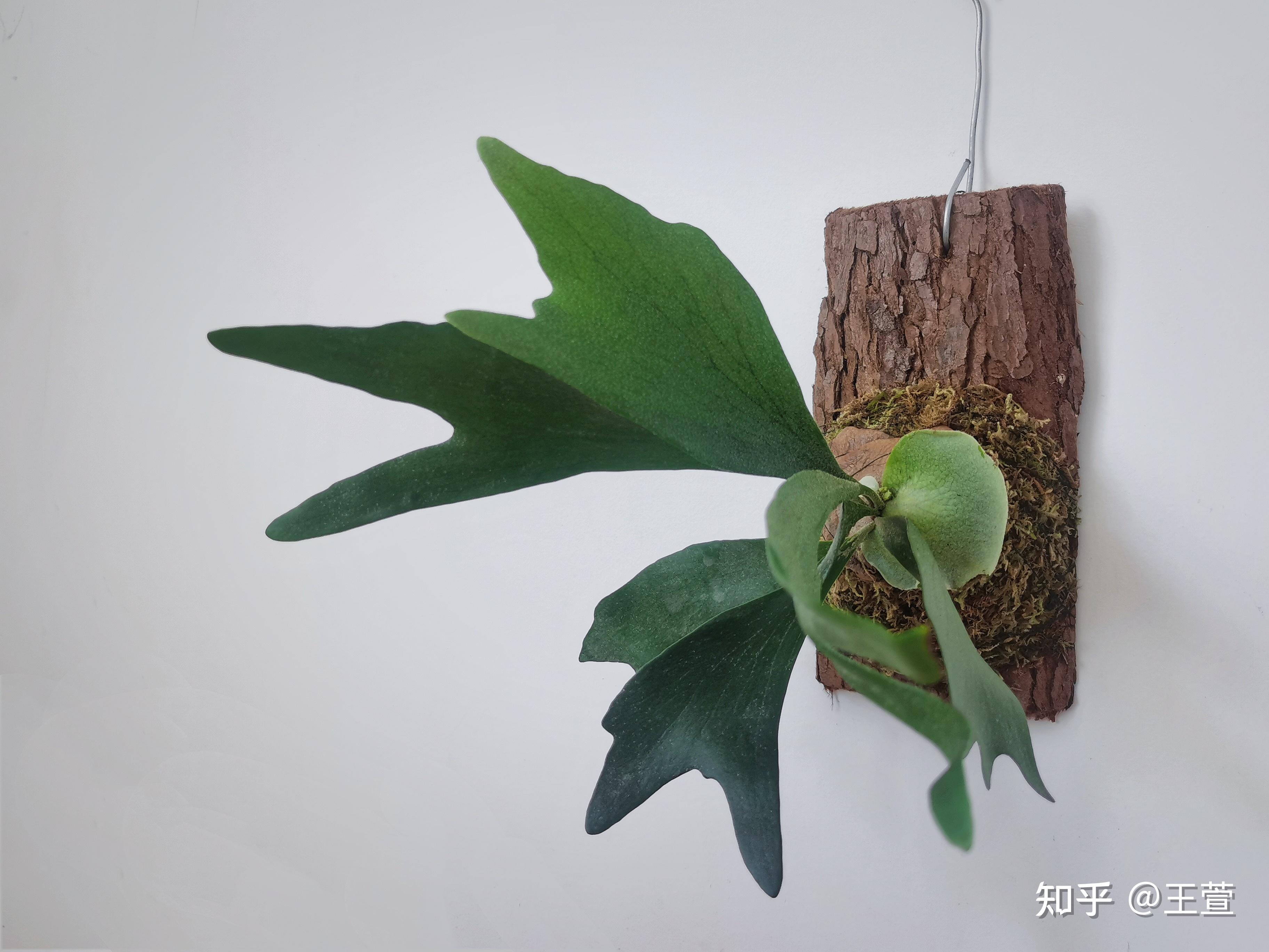 鹿角蕨板植过程分享 知乎