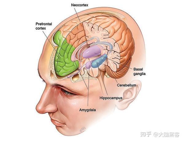 外显记忆涉及大脑的三个区域:海马体(hippocampus),新皮层(neocortex