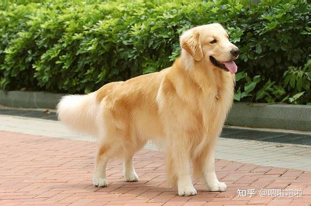 金毛寻回犬