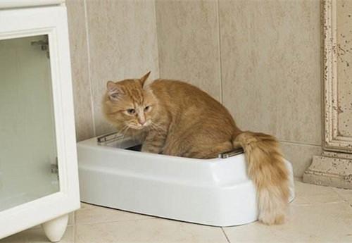 猫咪尿不出来一直舔