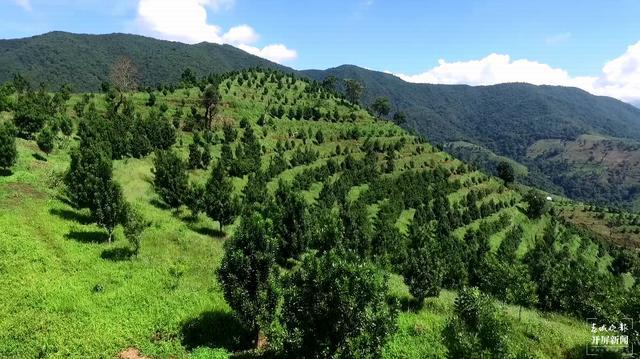 云南全省林地面积达到4.24亿亩,森林覆盖率达65.04%!