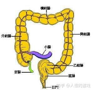 然后在腹腔内横行叫横结肠,向下行叫降结肠,最后在左髂(qià)