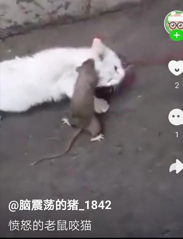 最后到处都是老鼠,猫,猫屎,猫叫,却无一只小鸟.