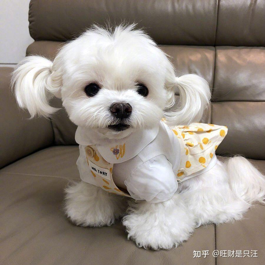 网友听我一句劝不要养马尔济斯犬