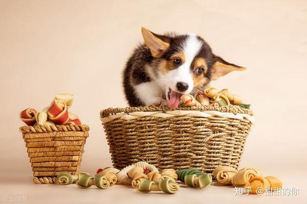 柯基一天喂食量是多少?请看"喂食标准表!