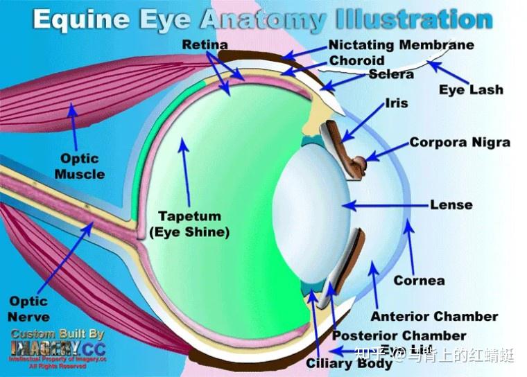 lense/crystalline lens睫状体 ciliary body眼睑 eye lid眼后房