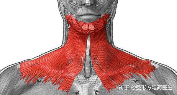 要获得长期且明确的效果,需要采用 颈阔肌成形-smas提紧术,主要操作
