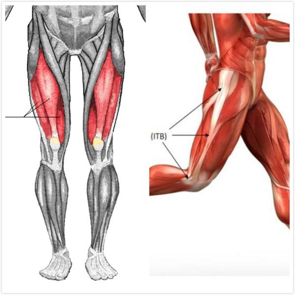 我们先来了解一下大腿前侧的肌肉走向