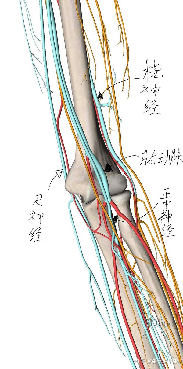 肱动脉,正中神经从肱二头肌腱膜下通过,桡神经通过肘窝前外方,尺神经