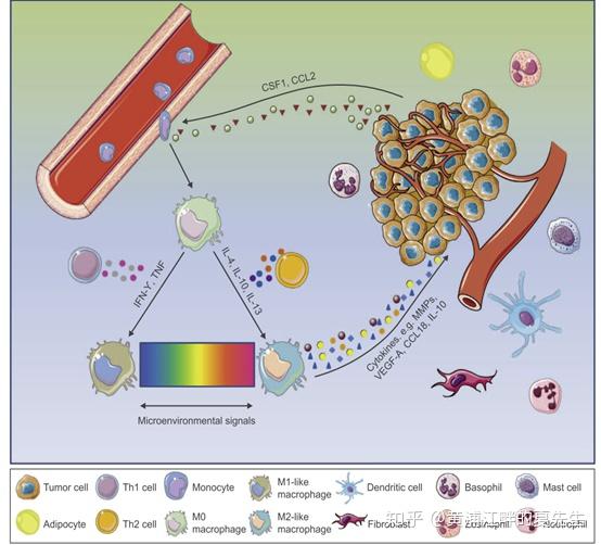 给巨噬细胞装上car做的翅膀carmmacrophage技术简介